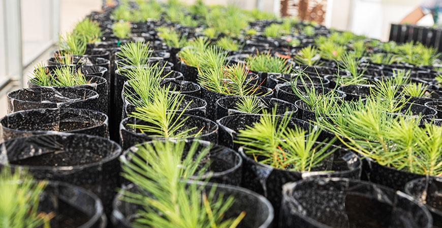 pine tree seedlings in a greenhouse