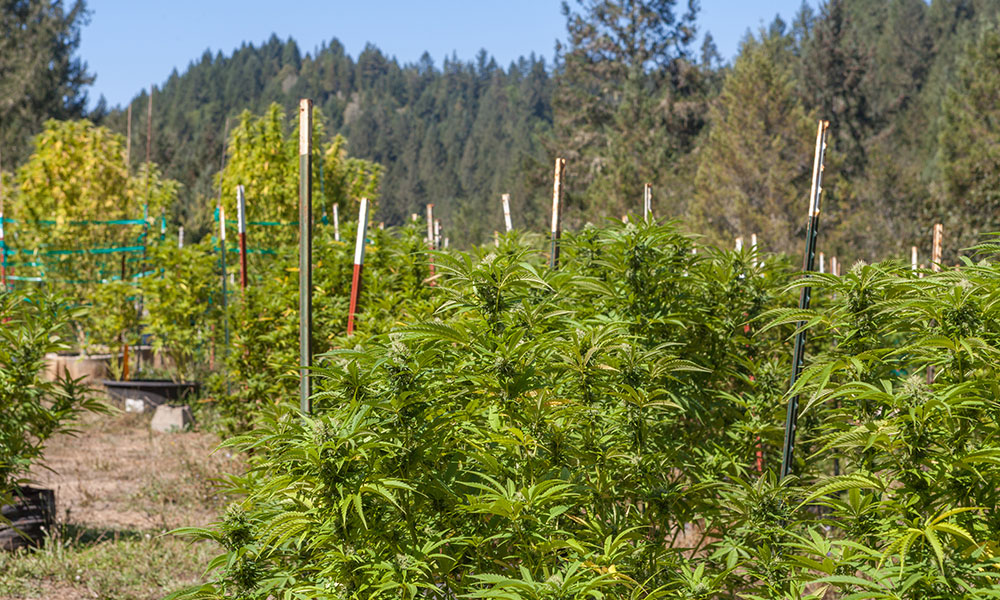 Outdoor growing cannabis