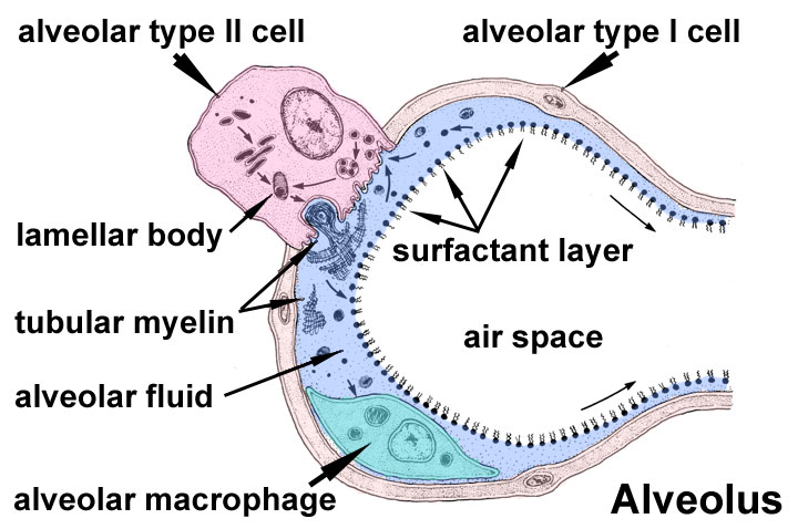 Cross Section of Alveolus in Lung Showing Surfactant Layer
