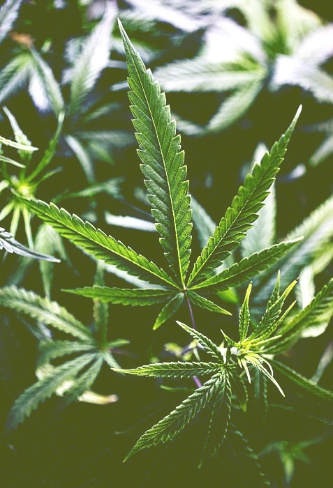Marijuana plant 
